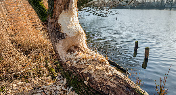 istock Beavers gnawed a half tree trunk at the river bank 502895560