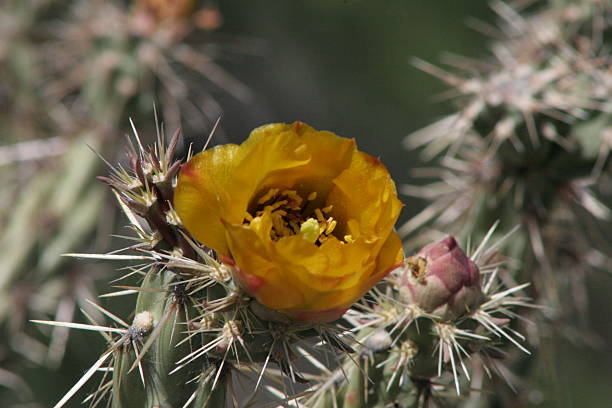 istock Yellow Flower Blooming on Prickly Pear 502898338