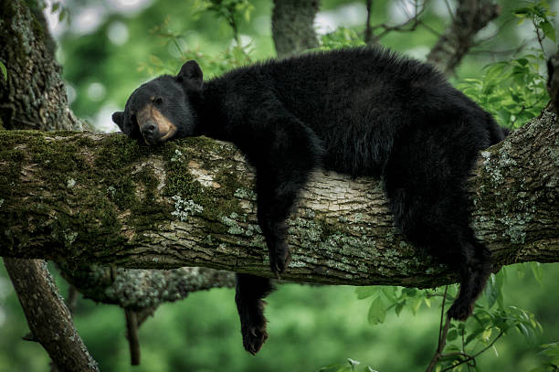 sleeping bear - parque nacional das montanhas de smoky imagens e fotografias de stock