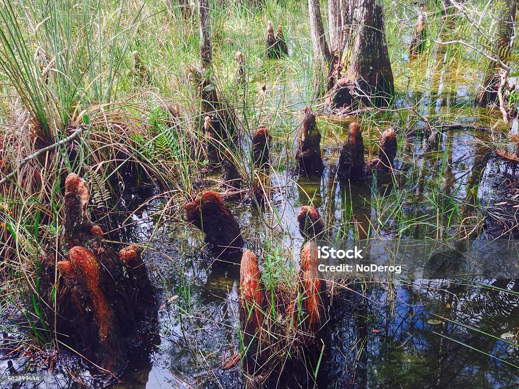 Marsh Roots Marsh With Cypress Knees Grasses Roots Stock Photo - Download Image Now ...