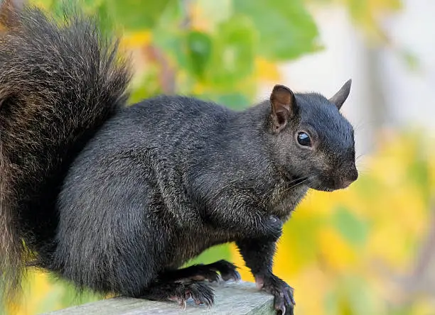 Photo of Squirrel