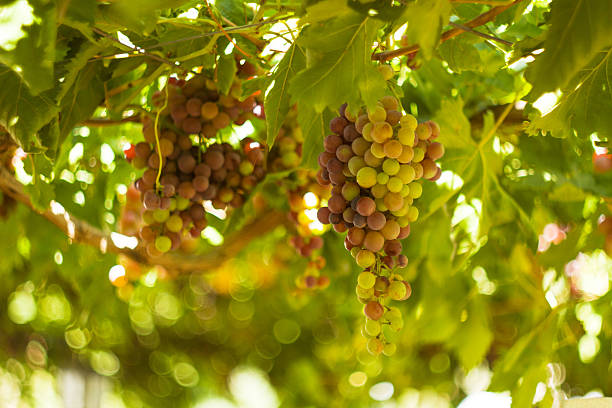 wein trauben hängen von einer vine. - agriculture branch cut flowers citrus fruit stock-fotos und bilder