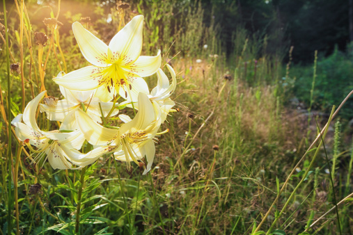 Brookside Asiatic Lily back lit by sunset.