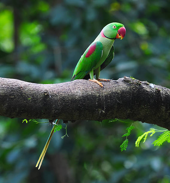 istock male Alexandrine Parakeet (Psittacula eupatria) 502906775