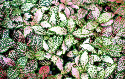 pink nerve plant or Fittonia verschaffeltii background