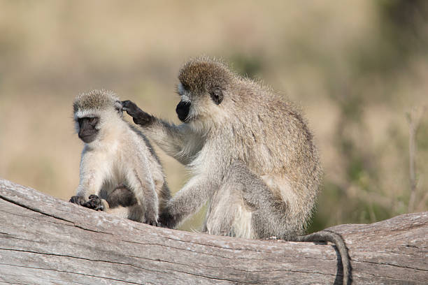 istock Varvet monkey with baby , Masai Mara , Kenya 502907085