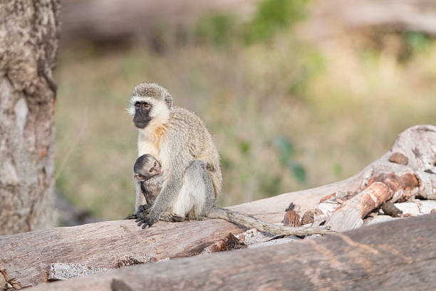 istock Varvet monkey with baby , Masai Mara , Kenya 502907093
