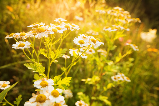 Backlit feverfew blooms in meadow at sunset.