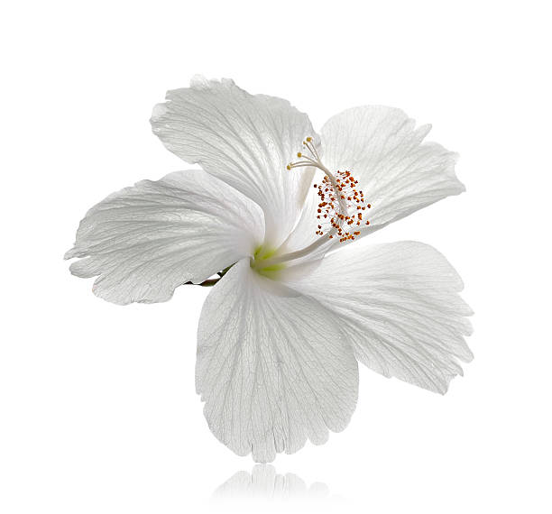 istock white flower isolated on white background 502907937