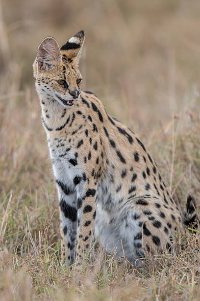 istock Serval cat sitting , Masai Mara ,Kenya 502909035