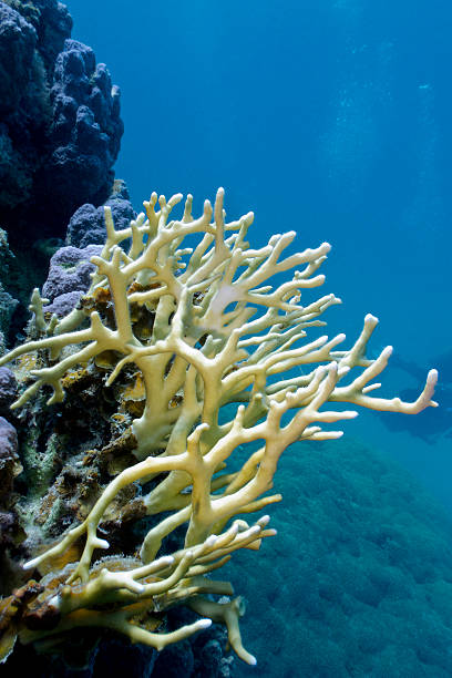 istock coral reef with stony coral in tropical sea 502909077