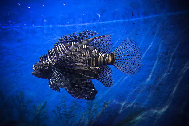 Underwater beautiful Landscape with Fishes in oceanarium