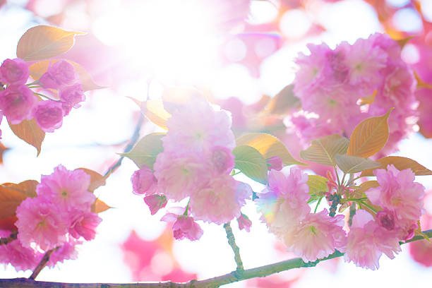 istock Blooming double cherry blossom tree and sunshine 502909401