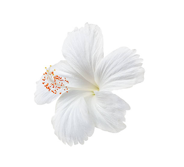 istock white flower isolated on white background 502909467