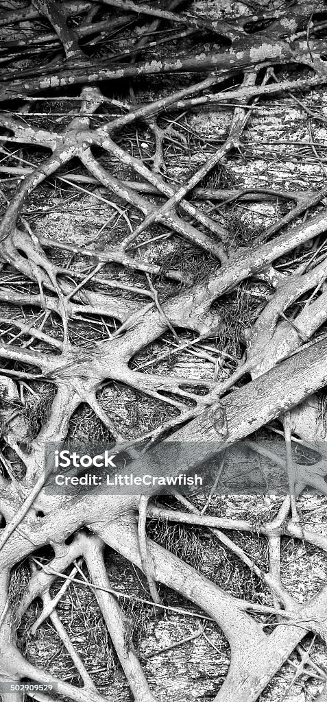 Bahamian Roots Bahamian Tree Roots Stock Photo - Download Image Now - Intertwined ...