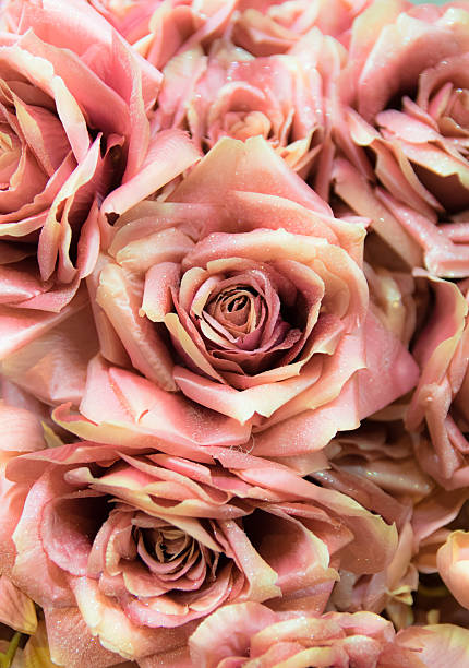 istock Background consists of fake roses. 502909556