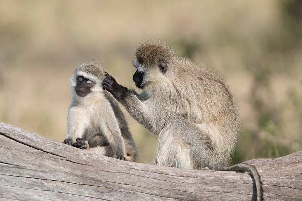 istock Varvet monkey with baby, Masai Mara , Kenya 502909769