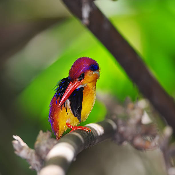 istock Colorful Bird  (ฺBlack-backed Kingfisher) in nature 502909955