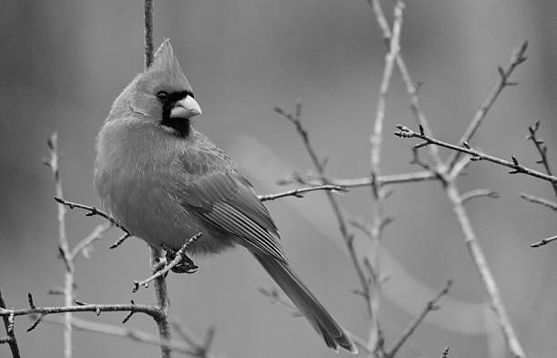 istock Sitting Pretty - Male Cardinal 502909998