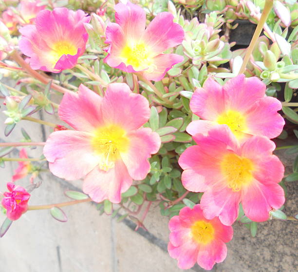 istock Beautiful Pink Pursley 502910857