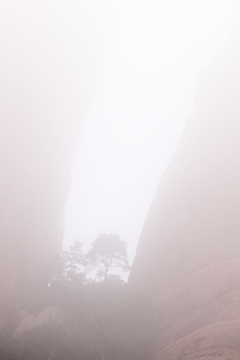 Thick fog tree silhouette red rock slot canyon crevasse.