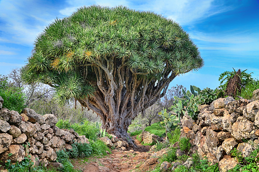 Hiking trail with dragon Tree near Las Tricias (La Palma, Canary Islands)
