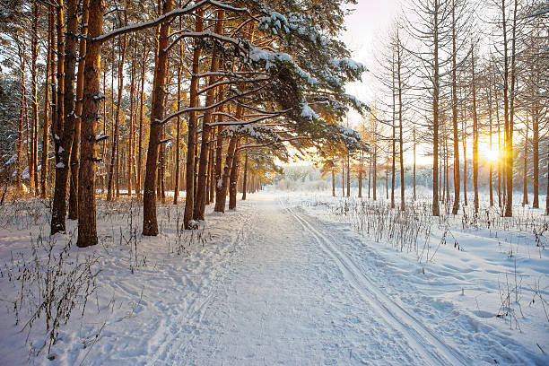 istock Forest Winter in Moscow area 502911278