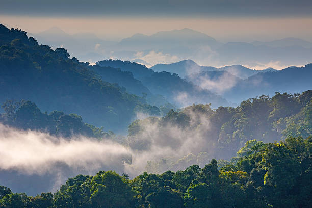 istock Morning Mist at Tropical Mountain Range,Thailand 502911571
