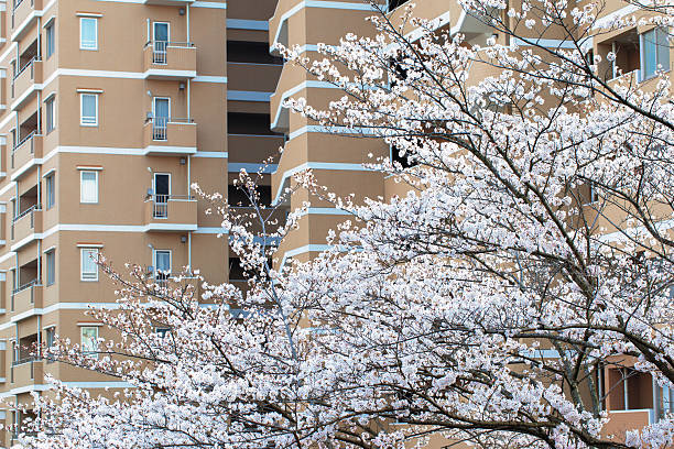 istock Yoshino cherry blossom in full bloom 502911675