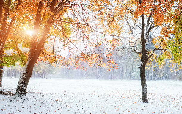 istock autumn alley 502911752