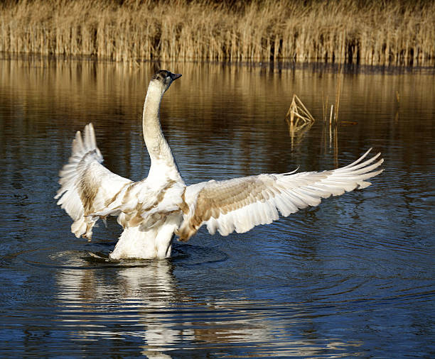 istock family of swans 502911774