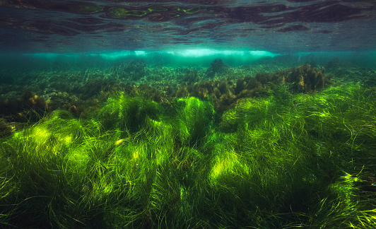 Underwater sea grass 