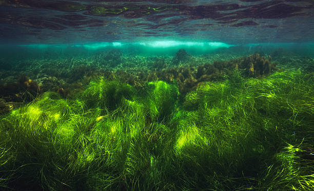 morska trawa - sea grass zdjęcia i obrazy z banku zdjęć