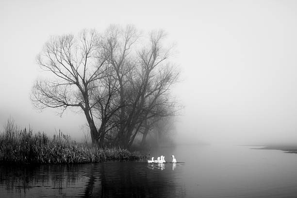 istock Geese in fog 502912434