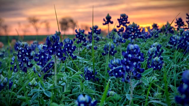 Bluebonnet timelapse