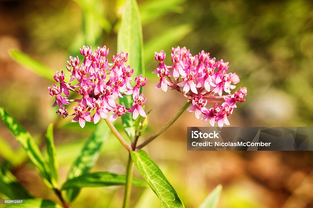 Asclepias Incarnata close-up - Foto de stock de Aberto royalty-free