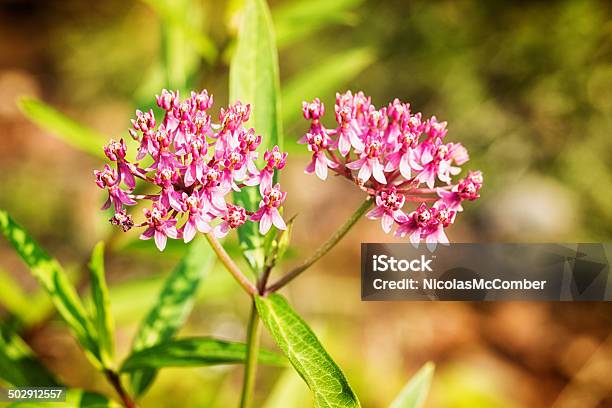 Foto de Asclepias Incarnata Closeup e mais fotos de stock de Aberto - Aberto, Agricultura, Ampliação