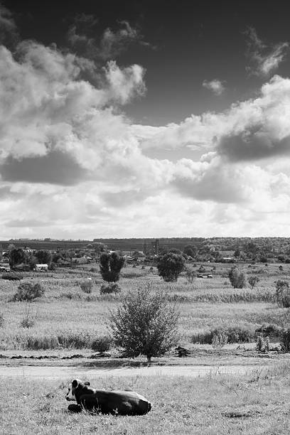 Rural landscape with cow