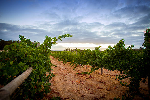 vinhedo - margaret river - fotografias e filmes do acervo