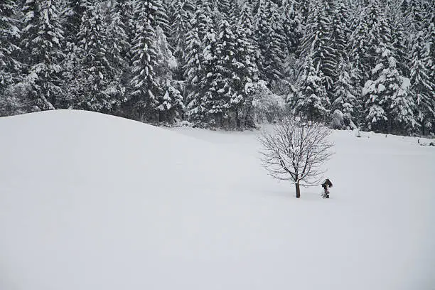 winter landscape in Tyrol snowy trees