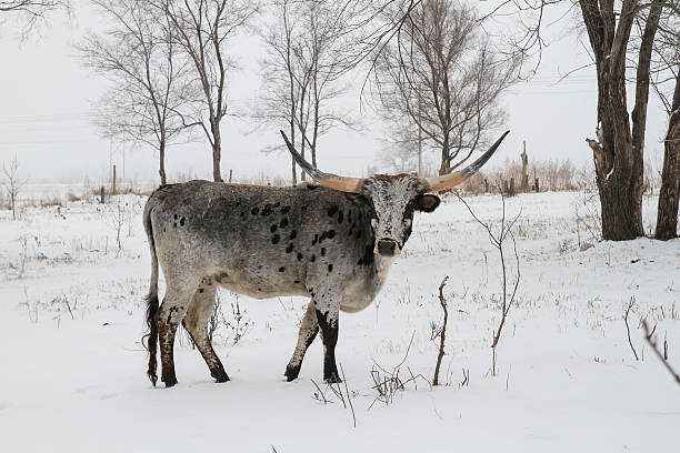 istock Blue Roan Texas Longhorn in Winter 502913118