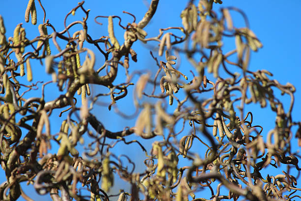 Image of curly corkscrew hazel branches / springtime catkins (Corylus 'Contorta') Photo showing some twisted corkscrew hazel branches / catkins, shown against a clear blue sky.  This Latin name for this particular variety of hazelnut tree is: Corylus avellana 'Contorta'. corkscrew hazel stock pictures, royalty-free photos & images