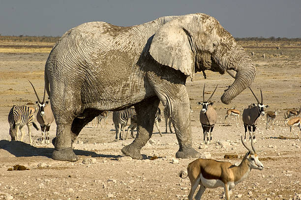 istock Nebrowni waterhole, Etosha National Park, Namibia 502913628