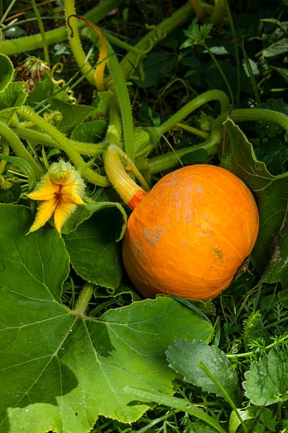 istock Pumpkin plant and flower 502914208