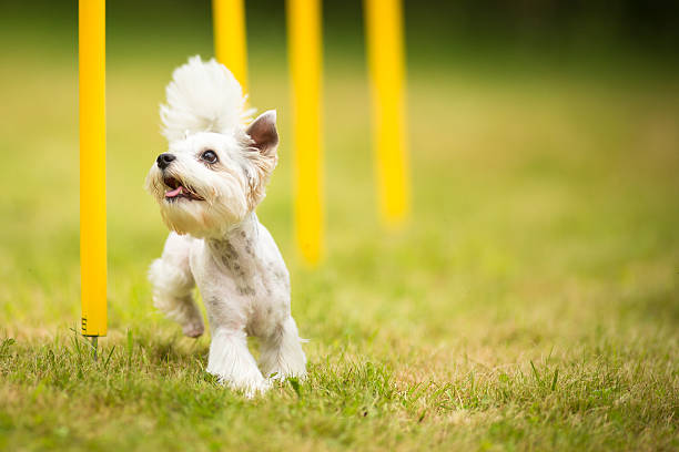 Cute little dog doing agility drill Cute little dog doing agility drill - running slalom, being obedient and making his master proud and happy dog agility stock pictures, royalty-free photos & images
