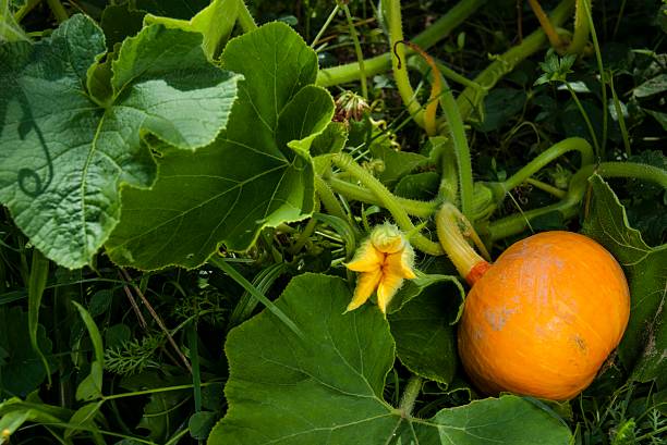 istock Pumplin plant with flower and pumpkin 502914454
