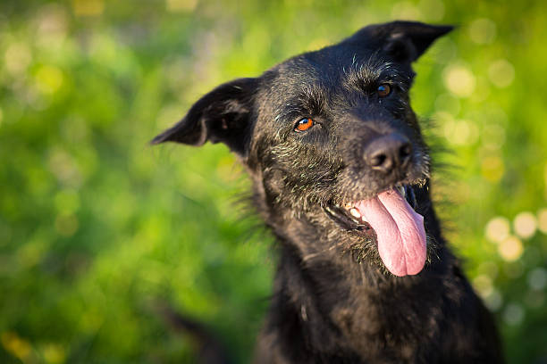 istock Cute dog outdoors against green lawn 502914654