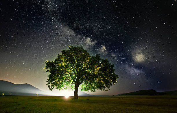 istock lonely tree on field under milky way galaxy, Dobrogea, Romania 502914862