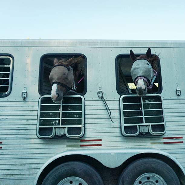 istock Two Horses Wearing Fly Masks, Heads Looking Out Trailer Window 502915228