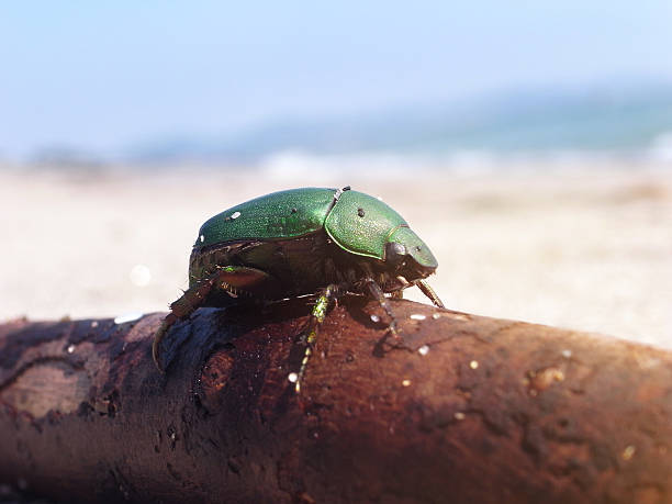 Japanese beetle on a beach. ■Japanese beetle on the Shonan beach near the island of Enoshima. hercules beetle stock pictures, royalty-free photos & images